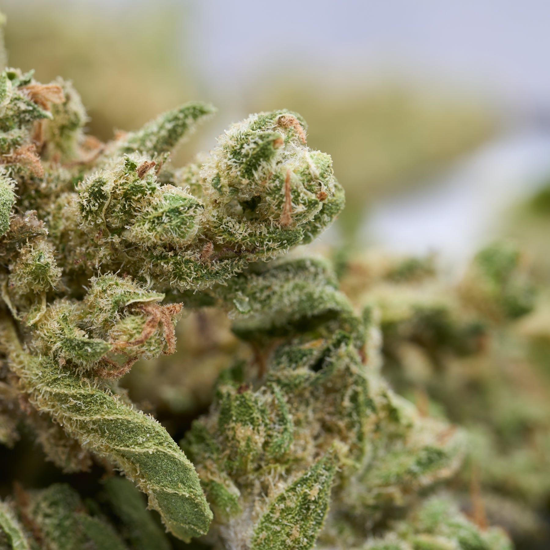 CBD Hemp Flower Smalls